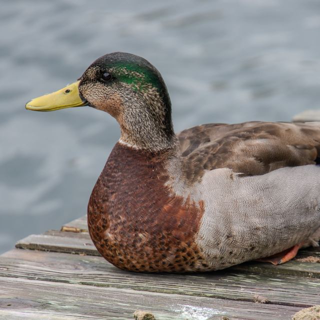 Mallard