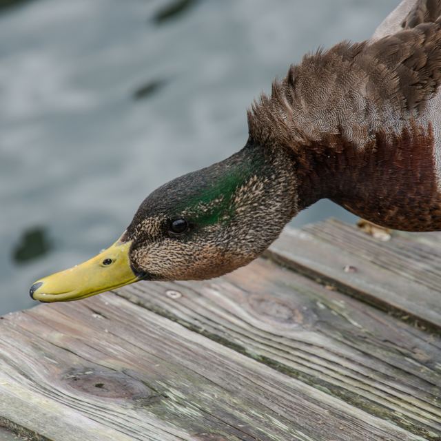 Mallard