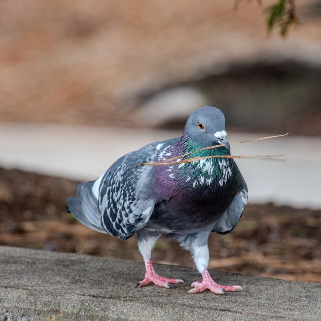 Rock Pigeon