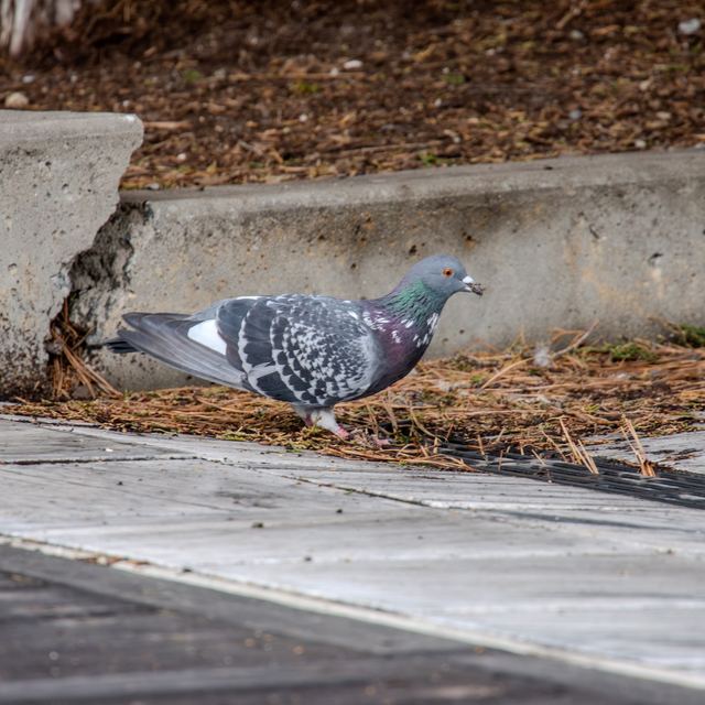 Rock Pigeon