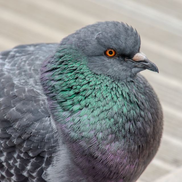 Rock Pigeon