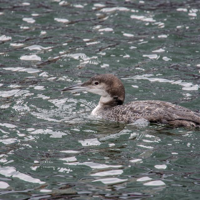 Common Loon