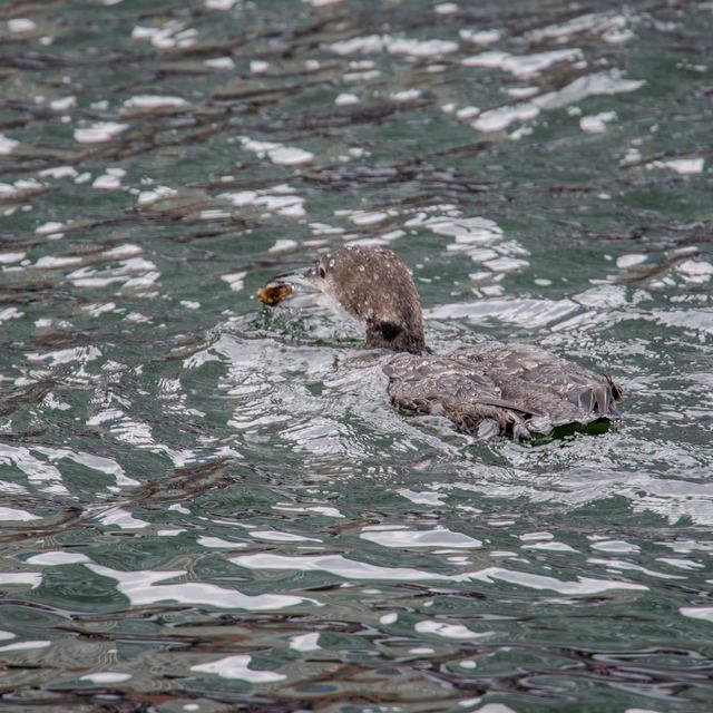 Common Loon