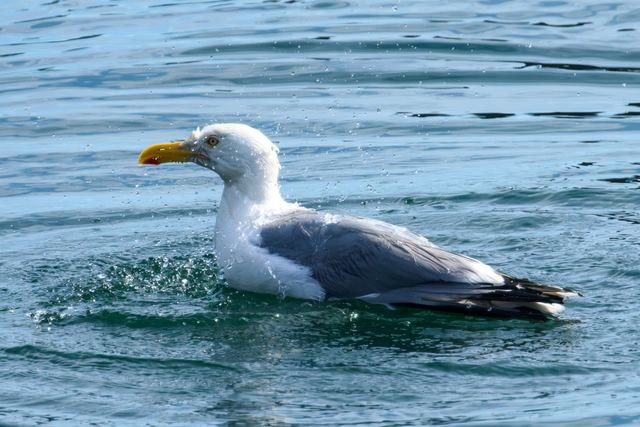 American Herring Gull