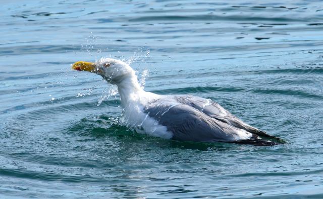 American Herring Gull