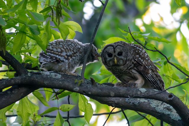 Barred Owl