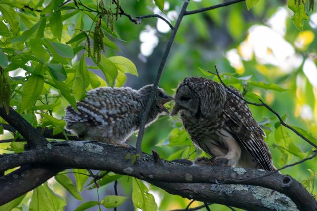 Barred Owl