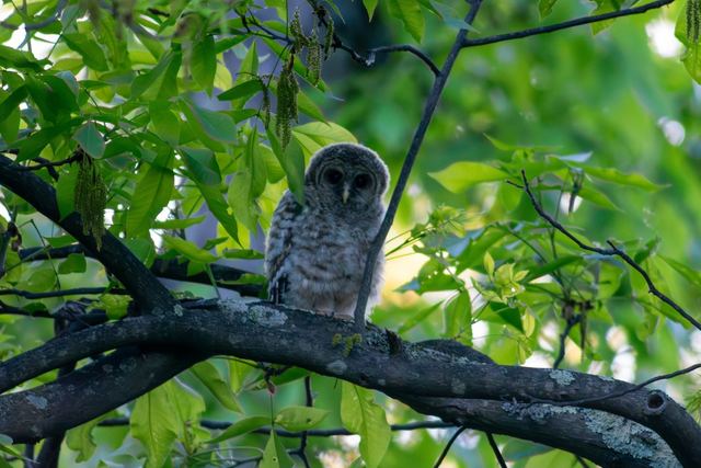 Barred Owl