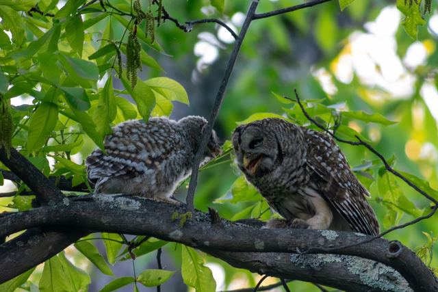 Barred Owl