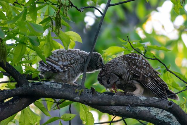 Barred Owl