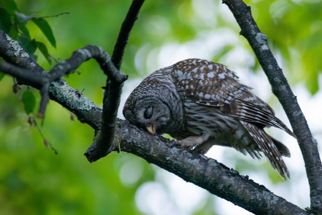 Barred Owl