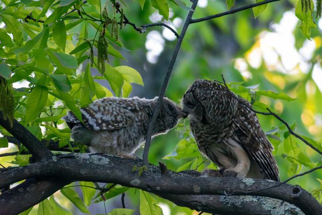 Barred Owl