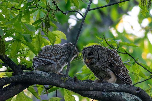 Barred Owl