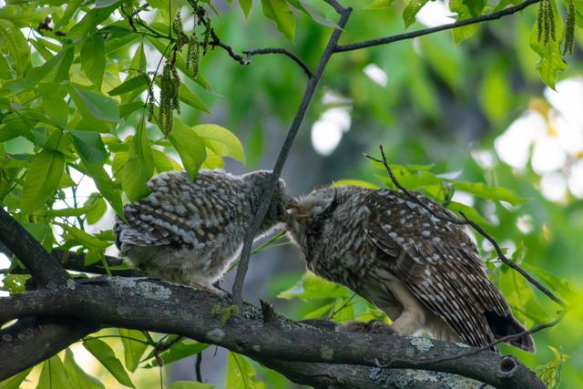 Barred Owl