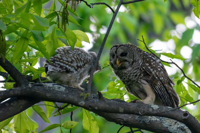 Barred Owl