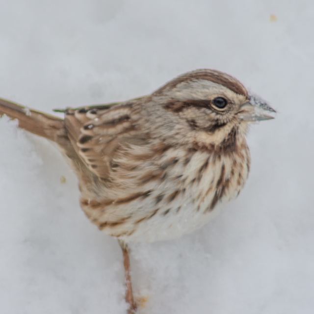 Song Sparrow