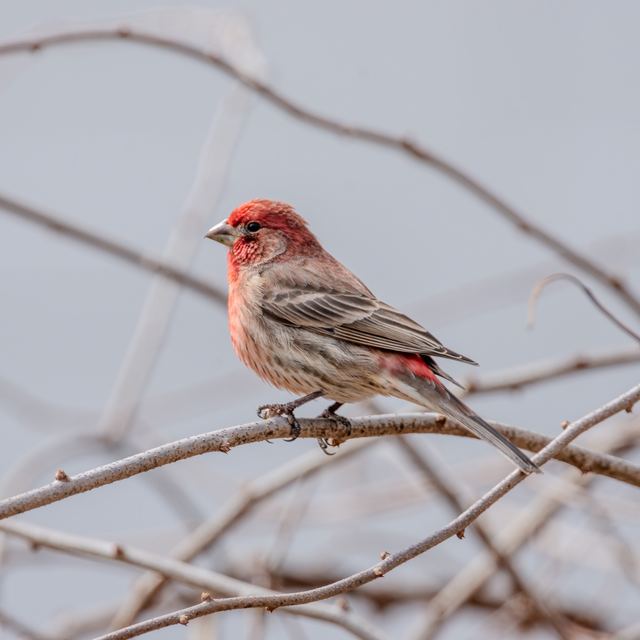 House Finch