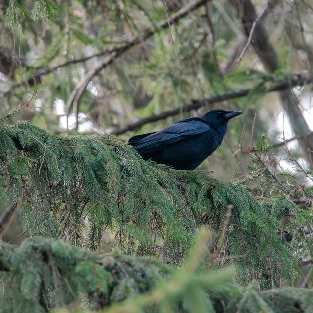 American Crow