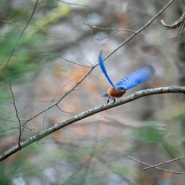 Eastern Bluebird