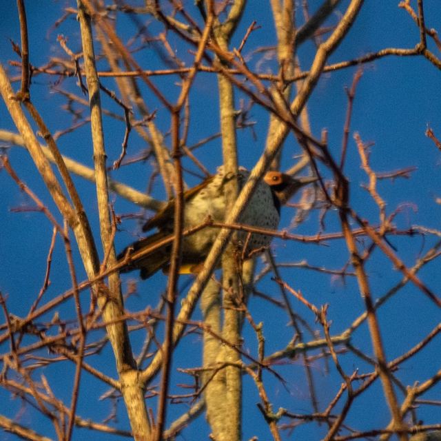 Northern Flicker