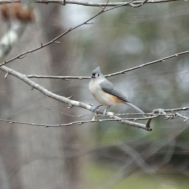 Tufted Titmouse