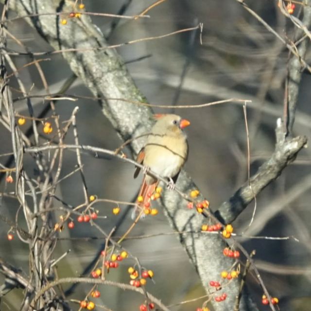 Northern Cardinal