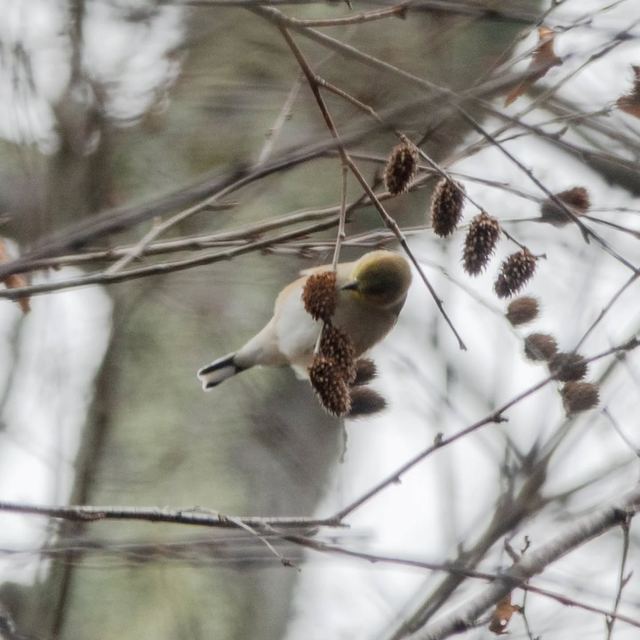 American Goldfinch