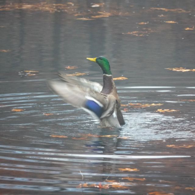 Mallard