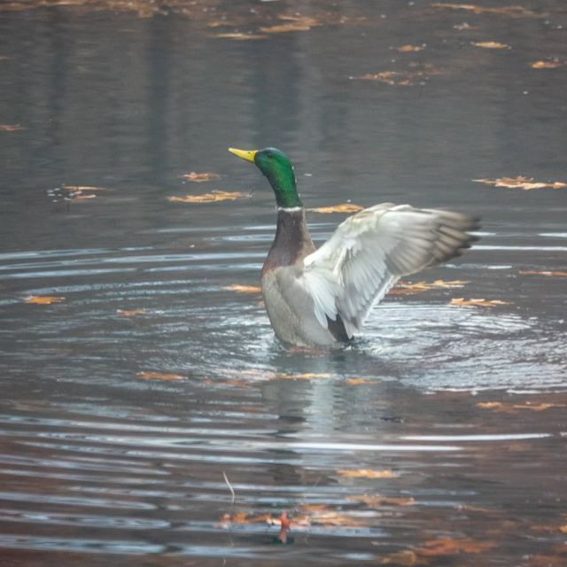 Mallard