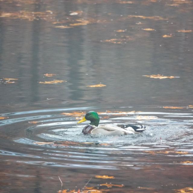Mallard