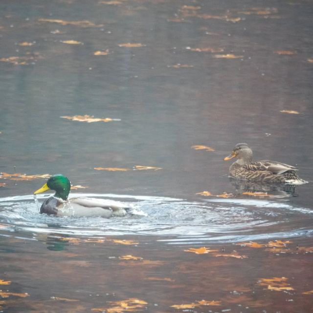Mallard