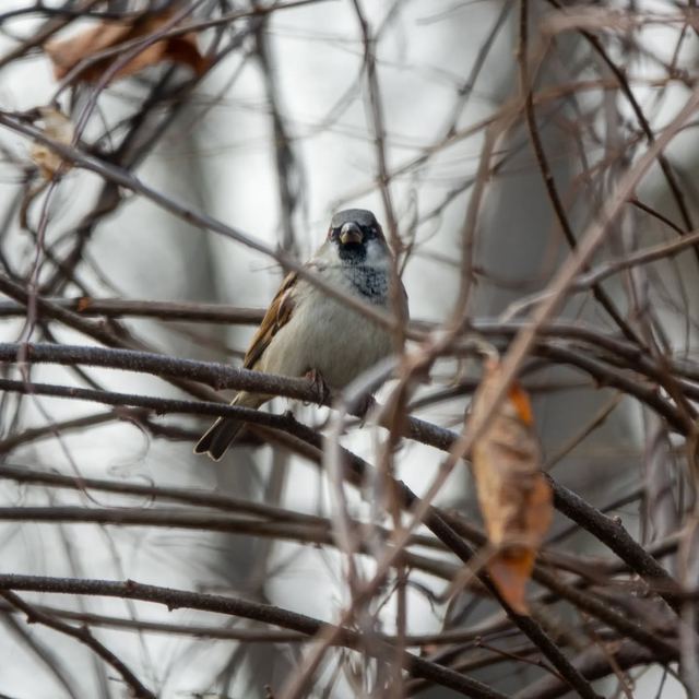 House Sparrow