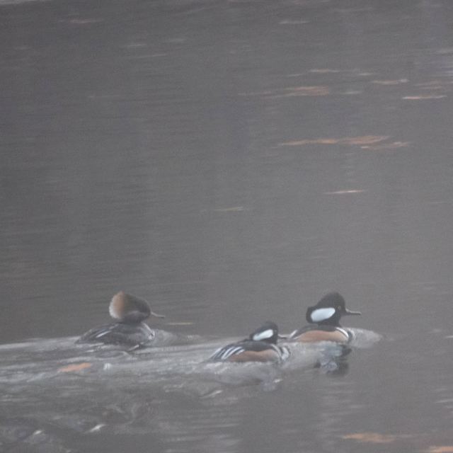 Hooded Merganser