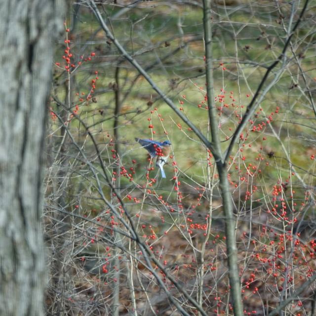 Eastern Bluebird
