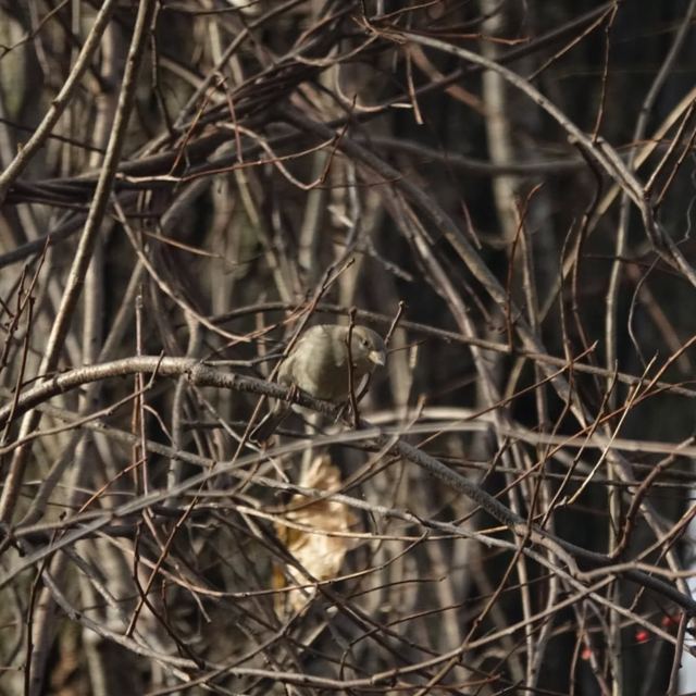 American Goldfinch