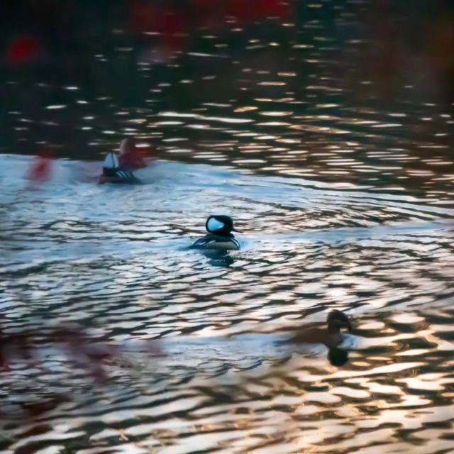 Hooded Merganser
