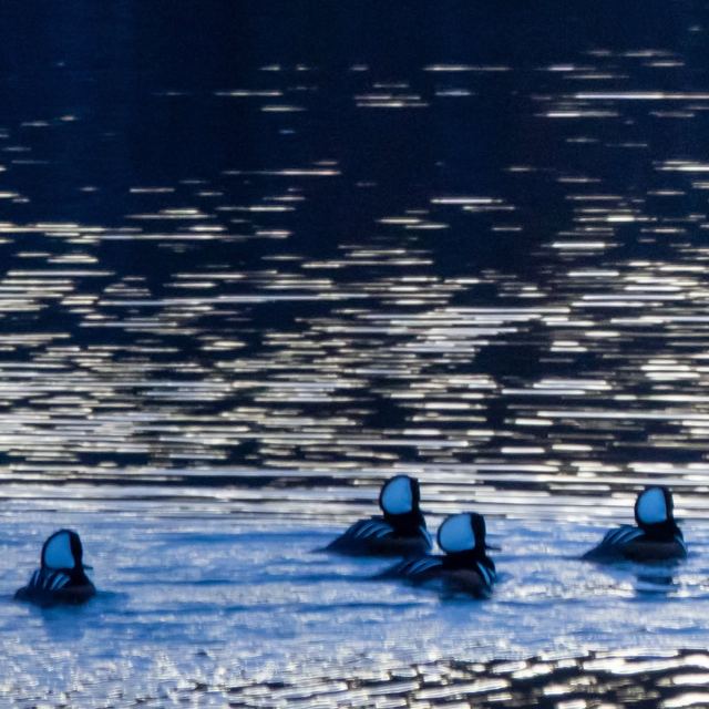 Hooded Merganser
