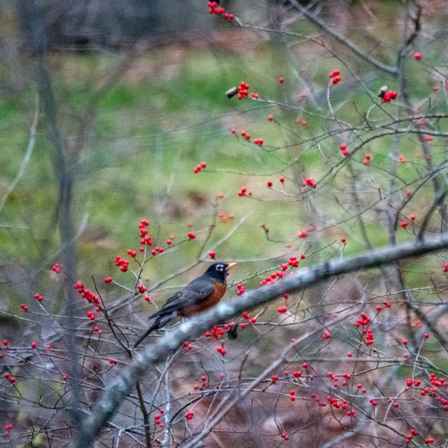 American Robin