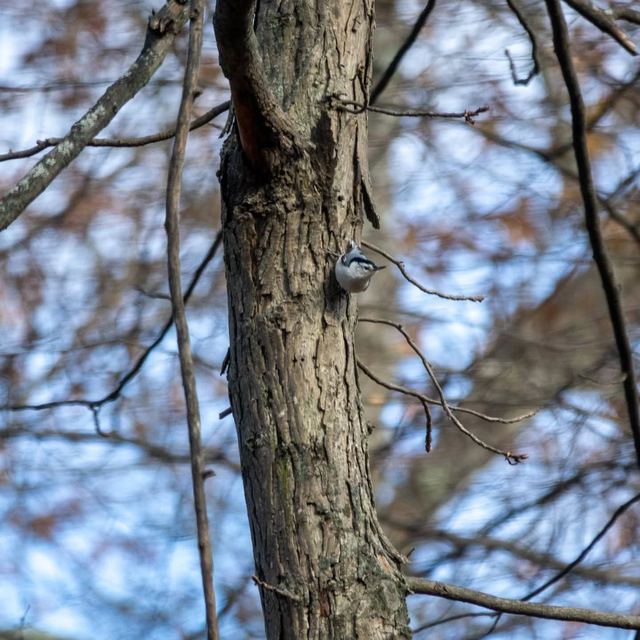 White-breasted Nuthatch