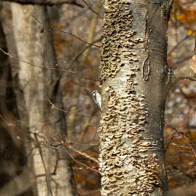 Downy Woodpecker