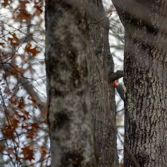 Red-bellied Woodpecker