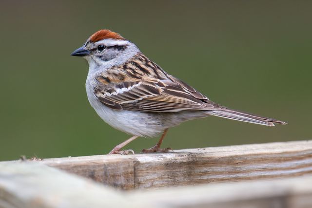 Chipping Sparrow