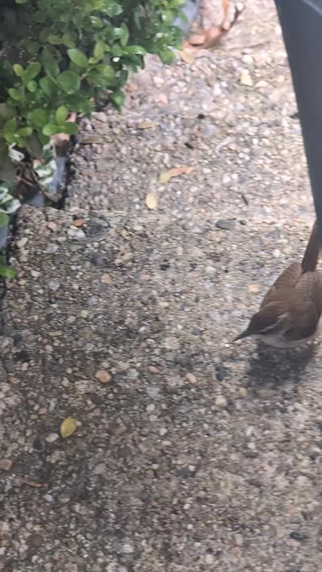 Carolina Wren