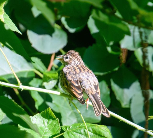 Chipping Sparrow