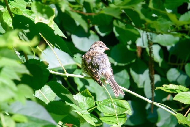 Chipping Sparrow