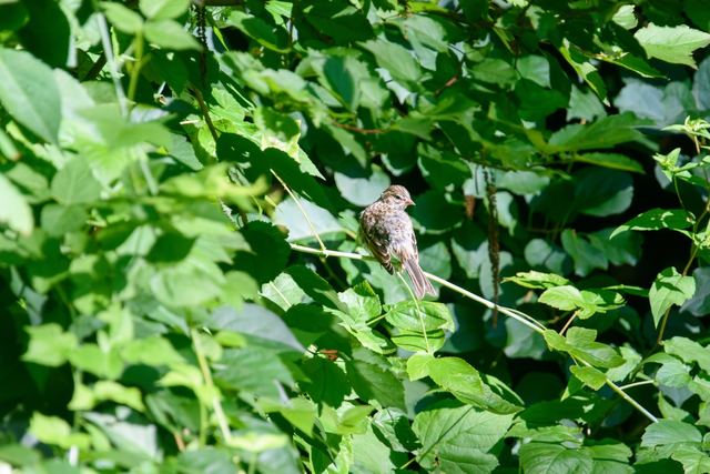 Chipping Sparrow
