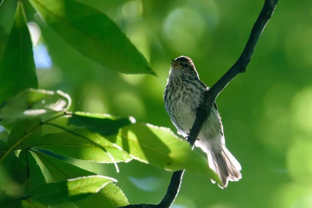 Chipping Sparrow