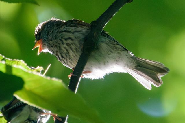 Chipping Sparrow
