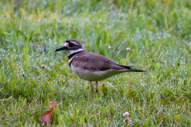 Killdeer