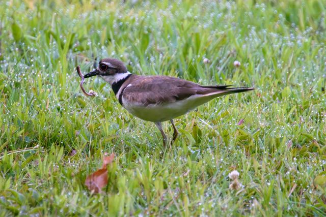 Killdeer